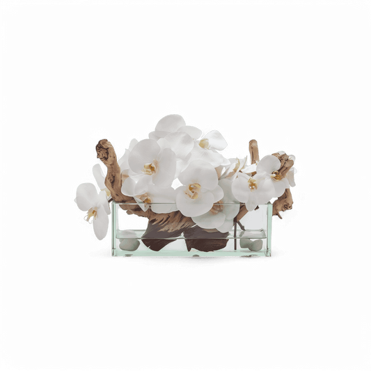 12 Orchidea Rettangolare Bianca
