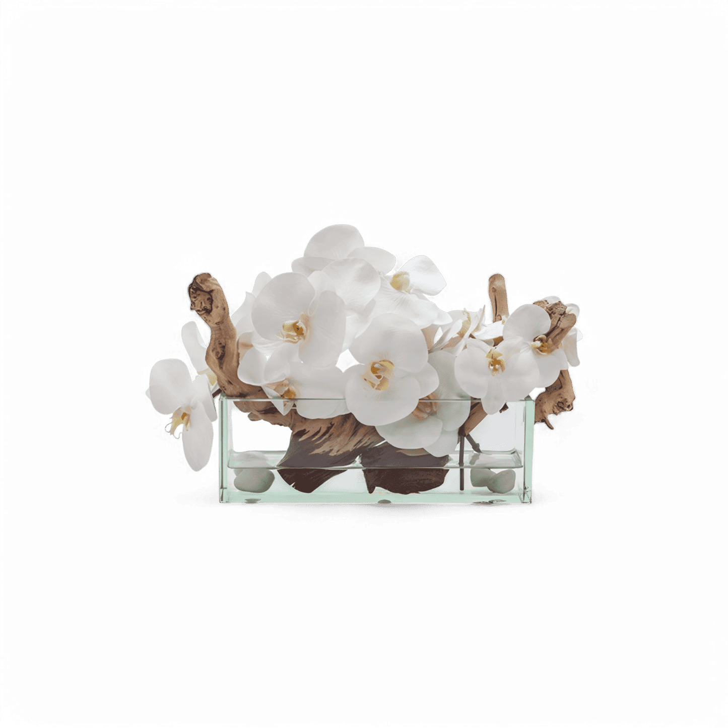 12 Orchidea Rettangolare Bianca
