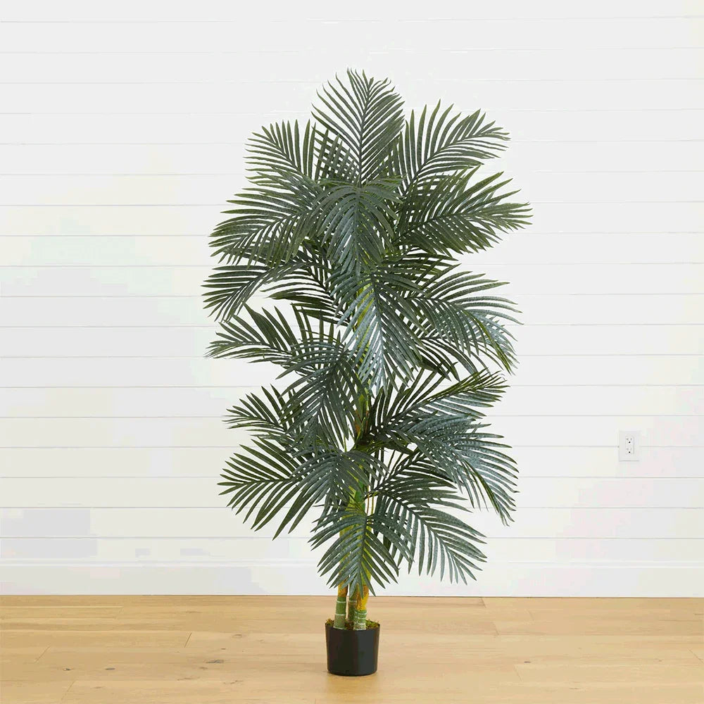 Palma Suncrest da 6,5 ​​piedi
